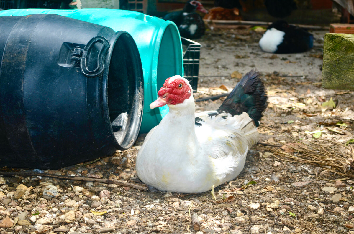 Селезень охраняет гнёзда