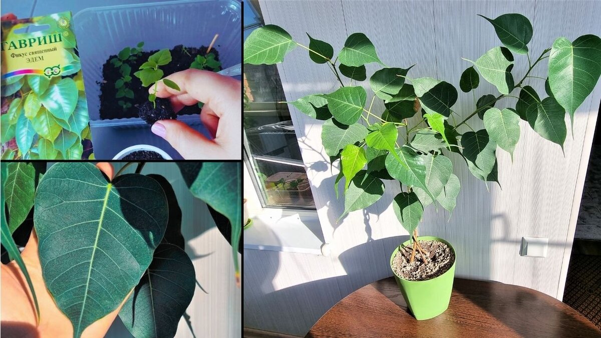 Ficus Religiosa или Фикус Священный (семена)