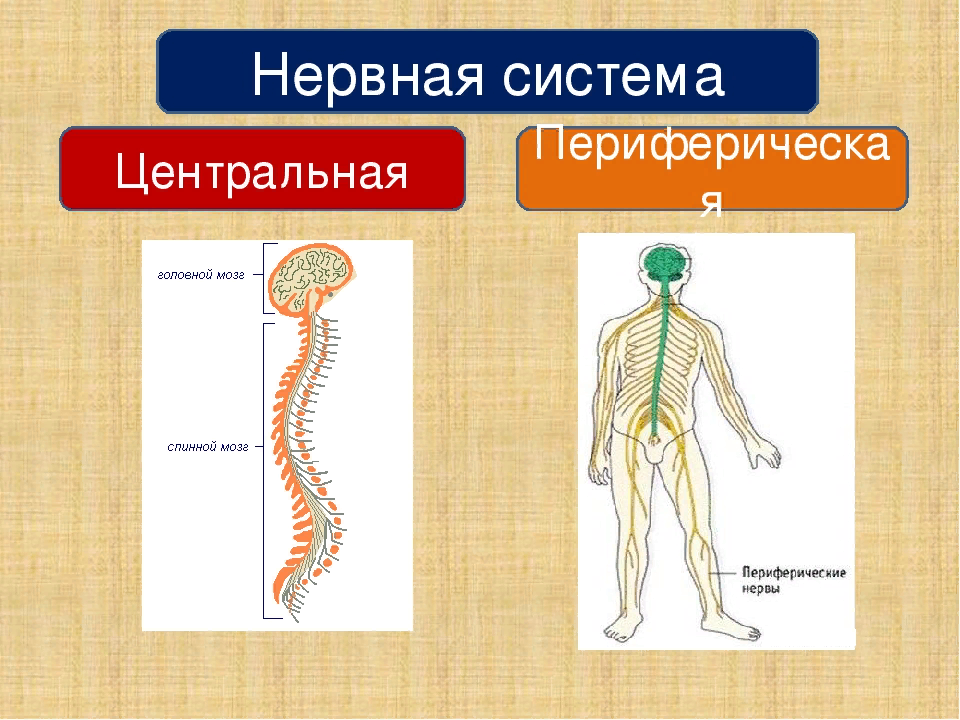 Нервная система. Строение нервной системы. Периферическая нервная система. Центральная нервная системв. Органы центральной и периферической нервной системы