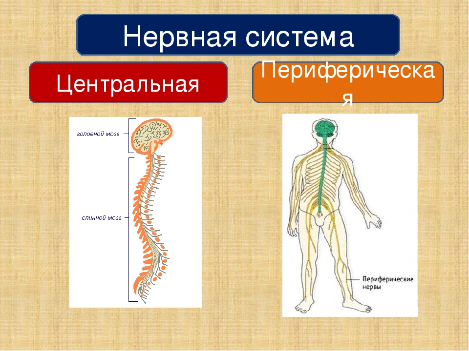 Изображение нервов. Нервная система ЦНС И ПНС схема. Центральная и периферическая нервная система. Центральная нервная система и периферическая нервная система. Центральная и переферическаян еврная система.