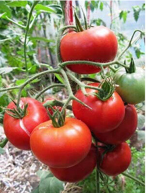 Томат Агата 