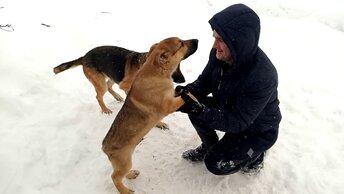 Шельма и Оскар встречают хозяина. От избытка эмоций чуть не подрались