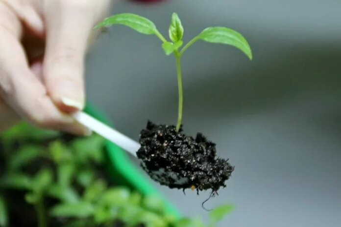 Пикировка перца