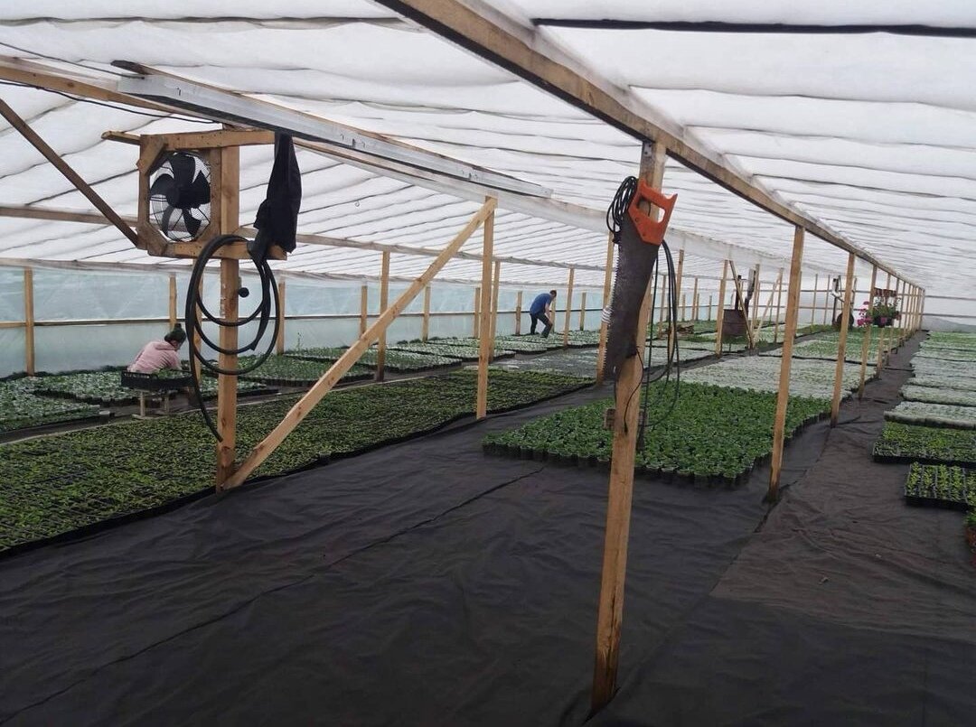     Давайте сначала познакомимся, а потом я начну с самого начала. Меня зовут Виктория, моего мужа Дмитрий. В 2016 году мы познакомились в интернете, начали гулять много общаться. Через какое-то время стали встречаться. Я познакомилась с его семьёй (папа Виктор, мама Севил и младшая сестра Елена). Родители Димы на тот момент уже занимались цветами, его мама пришла к этому делу ещё казалось бы в далёкие 2014-е года. Сначала она выращивала цветы из семян для себя. Потом её знакомые просили вырастить цветы для них, и с того времени мало-помалу родители Димы стали развиваться в этом направление.