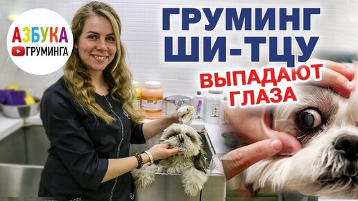 Груминг ши-тцу, уход за шерстью, особенности мытья, гигиеническая стрижка дома