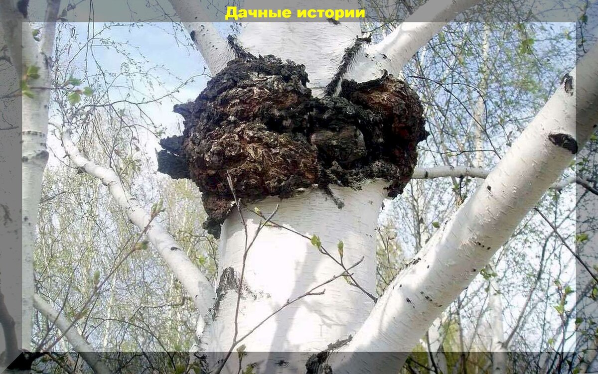 https://vk.com/photo-159774511_457253152