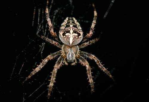 В России прижились примерно 30 видов пауков-крестовиков. Они забрались в леса, сады и парки, некоторые из них нашли себе пристанище в заброшенных строениях. Эти 4-сантиметровые пауки отличаются трудолюбивым характером, так как каждые пару дней они разбирают свою старую паутину и создают на её месте новую. Для человека они неопасны, однако в редких случаях их укус может вызвать жжение в области ранки и кратковременное недомогание.
