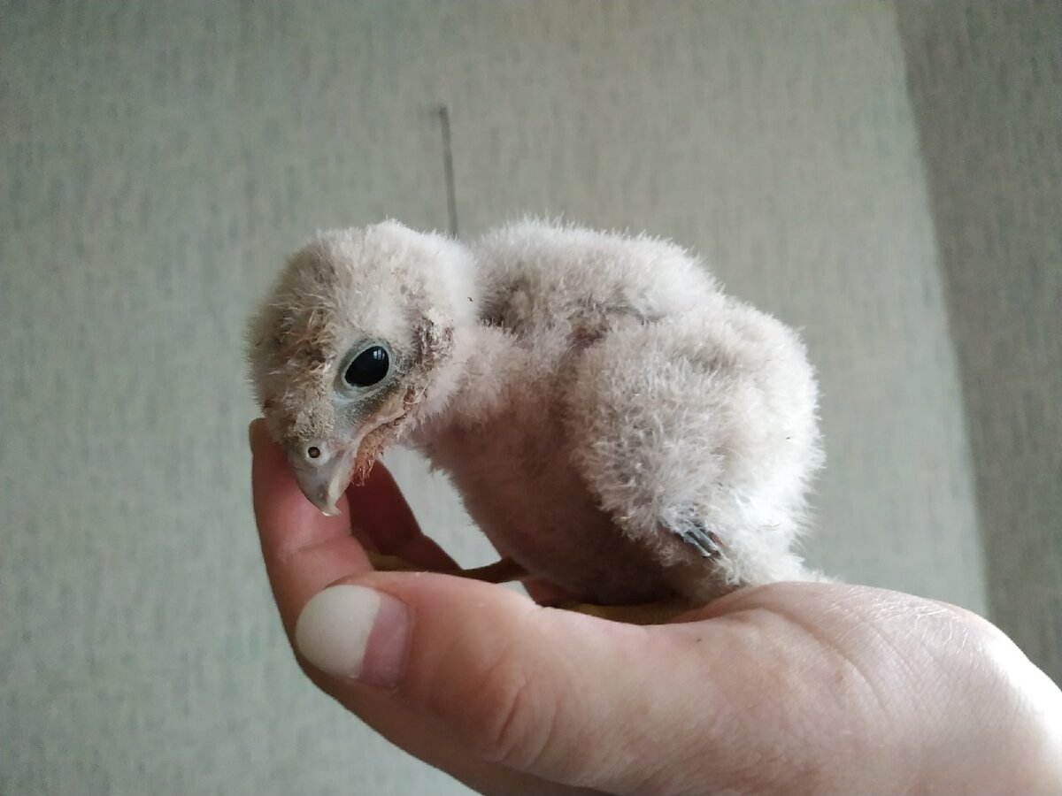 Фото центра реабилитации птиц "Воронье гнездо"