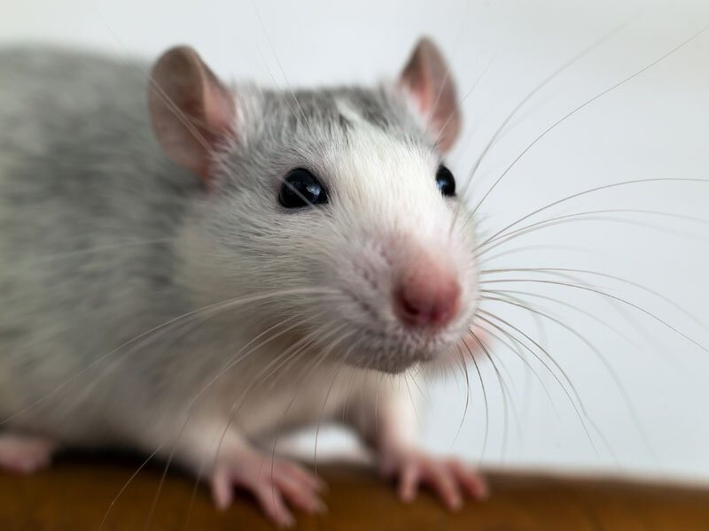 Лабораторная крыса с длинными усами  // Источник: https://www.freepik.com/