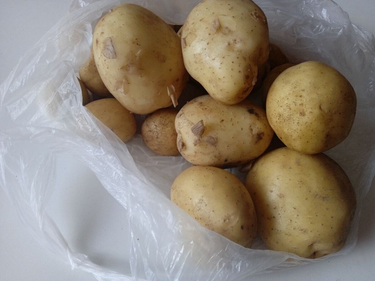 Картофель семенной Агаве