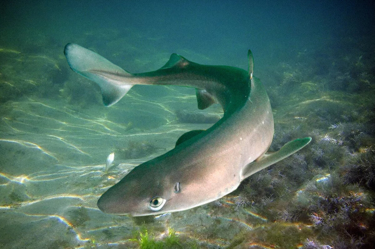 водятся ли акулы в черном море