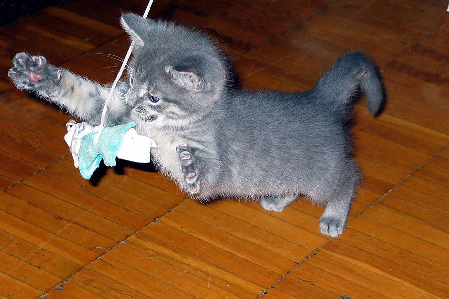 Во что поиграть с котом. Котенок с бантиком. Кот играющий с бантиком. Котята играются. Кот играет с бантиком.