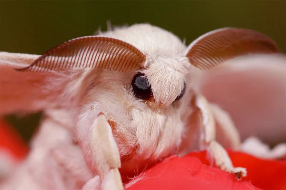 Тутовый шелкопряд породы. Тутовый шелкопряд (Bombyx Mori). Мотылек тутового шелкопряда. Тутовый шелкопряд бабочка. Венесуэльский тутовый шелкопряд.