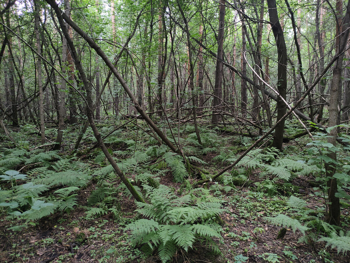 Под ними - подлесок из клёна ясенелистного