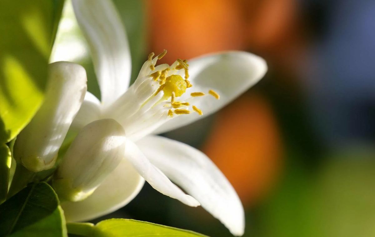 Neroli