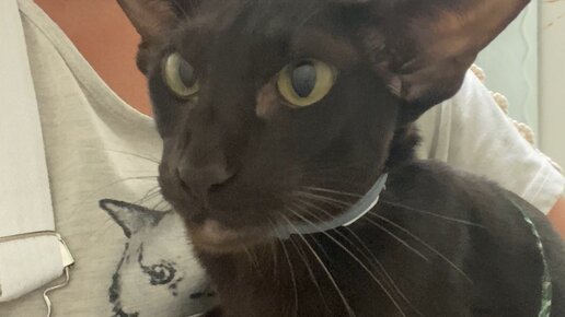 У нормального человека два кота. Кошка. Оказывается у кошек нет воображения. 1-2 кота это нормальный человек. Люди у которых нет кота некотяи.