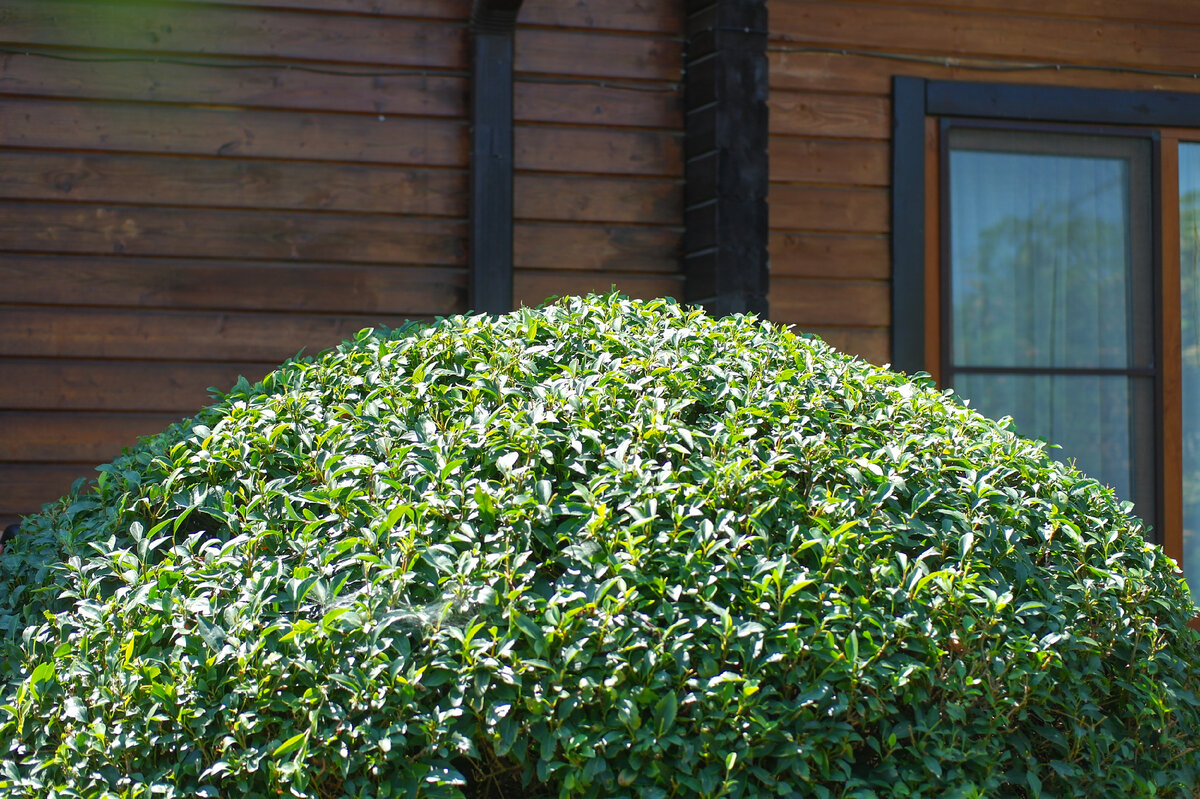 Denzel RBC510-36 Cordless Brush Cutter – аккумуляторный садовый кусторез с мощным коллекторным электромотором на 36V, комплектующийся сразу двумя аккумуляторами. Что из этого вышло, узнаем далее.-15-3