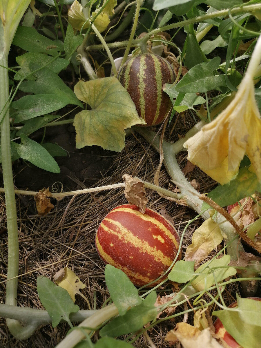 Вьетнамская дыня "Подарок дедушки Хо Ши Мина"