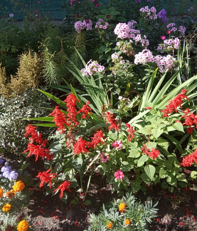 Такие цветы увидели во дворе