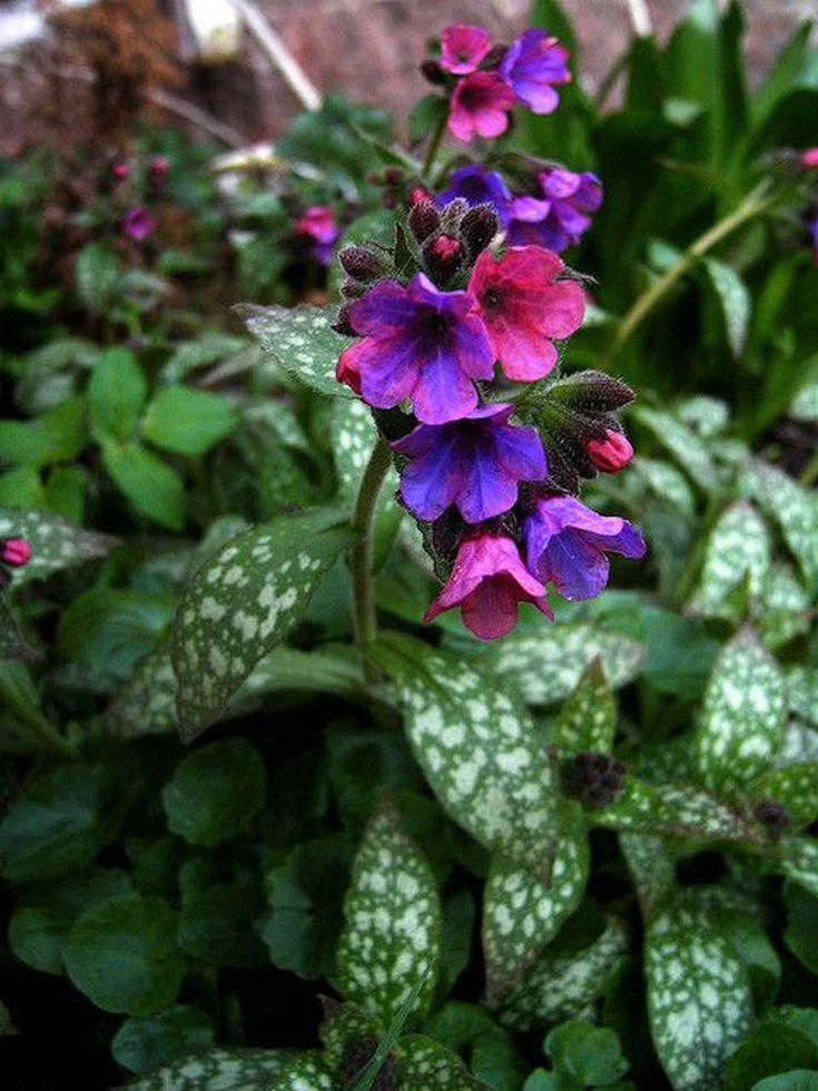 A medida que comienza el otoño, el sol aparece cada vez menos. El tiempo nublado tiene un efecto negativo en las plantas, las flores ya no tienen olor y son agradables a la vista.-9