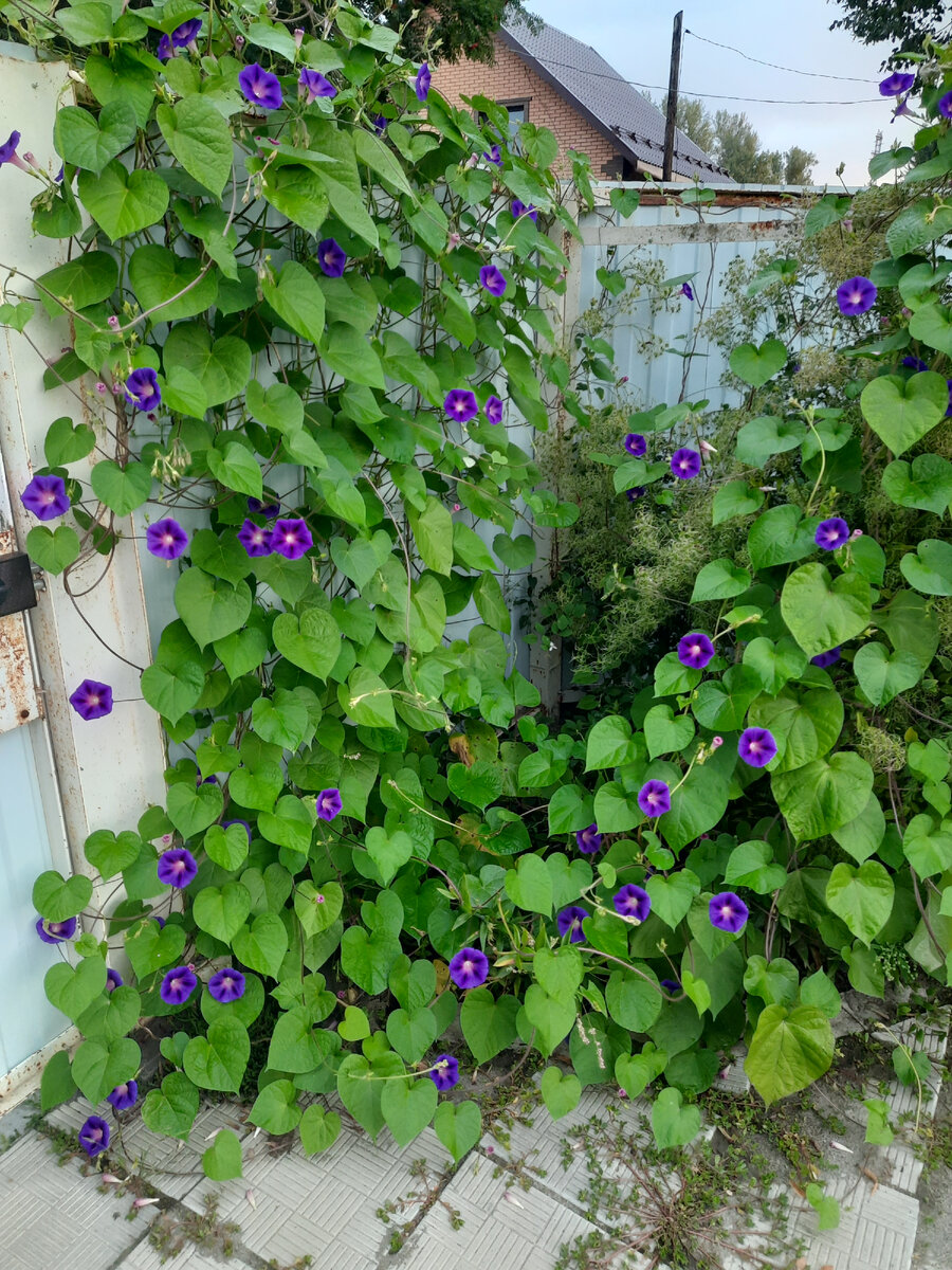 Все заросло! Сорняки, лианы 