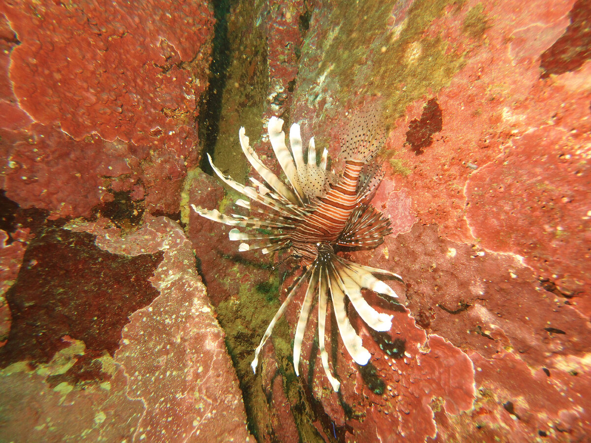 Крылатка. Велигама, Шри-Ланка