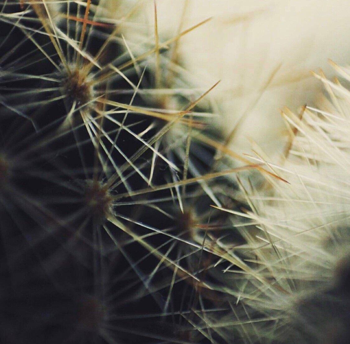 Canon EOS 1300D кактус Василий