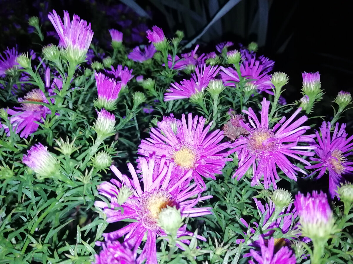 Фото автора Северный Сад. 