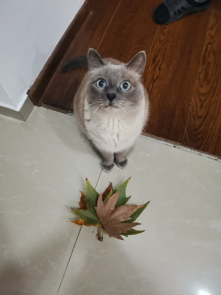 С нами из России приехала наша любимая кошка