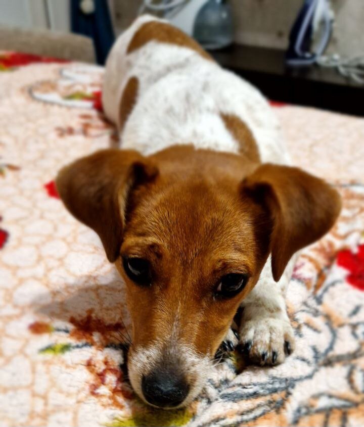 А это Ламба после долгой и изнурительной прогулки...