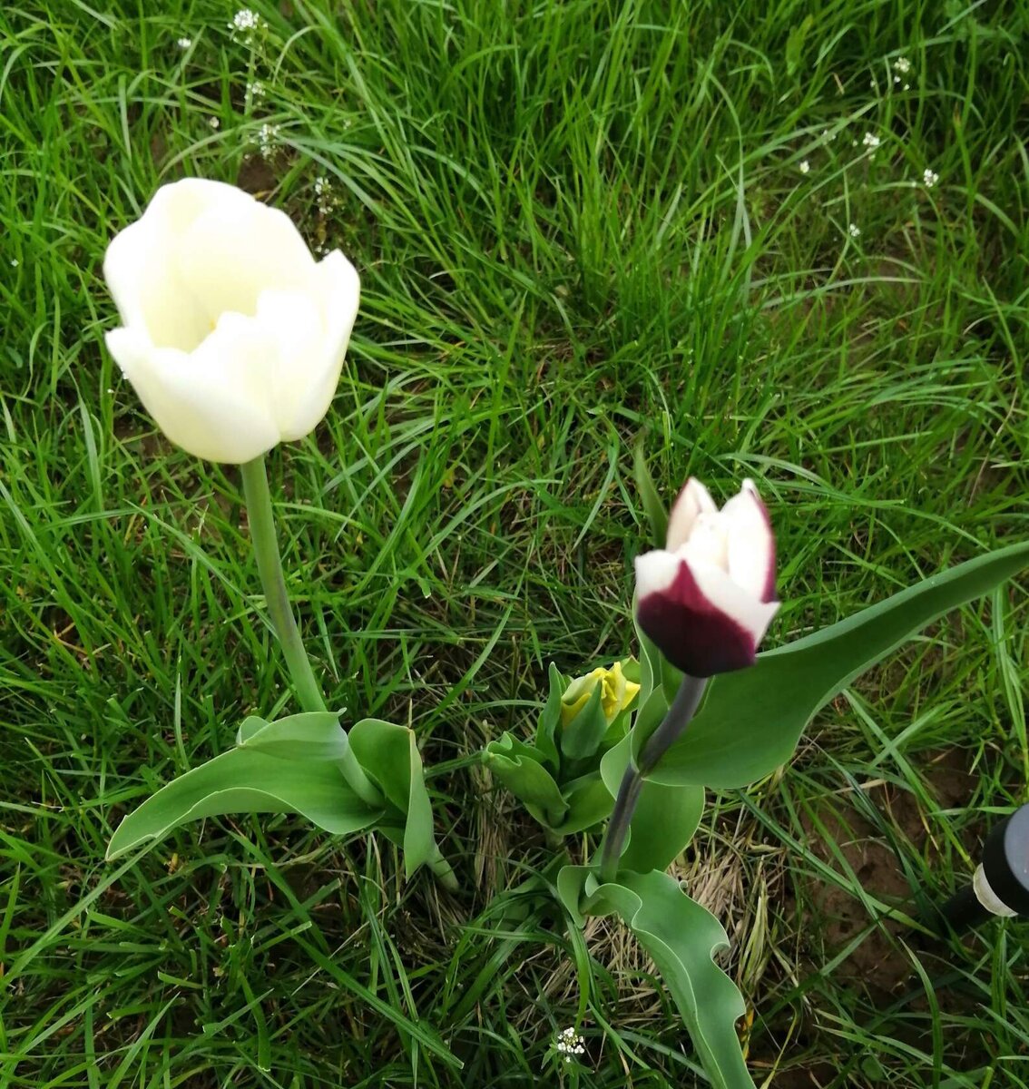 Первый год посадки. Убедились в соответствии сорта. 2022 г.