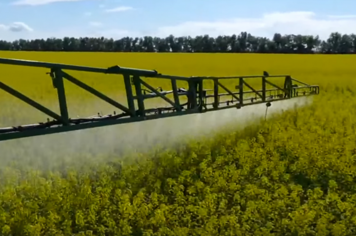    В Красноярском крае пчеловодов не предупредили об обработке полей химикатом