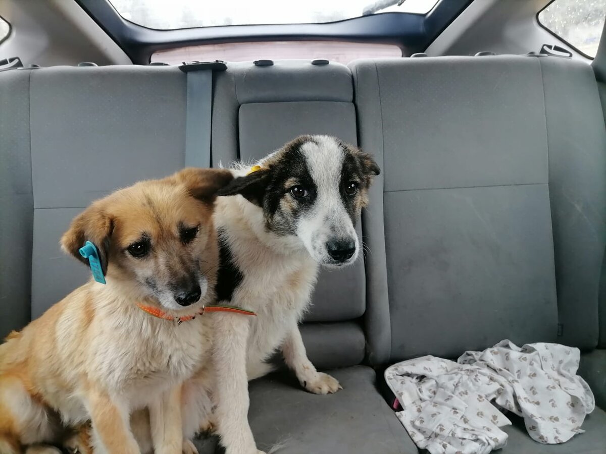 Едут с отлова