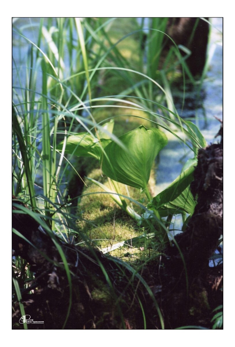 Чудесное фото утреннего летнего болотца в моём исполнении📷❤ (плёнка🎞, 2000-2002 год)
