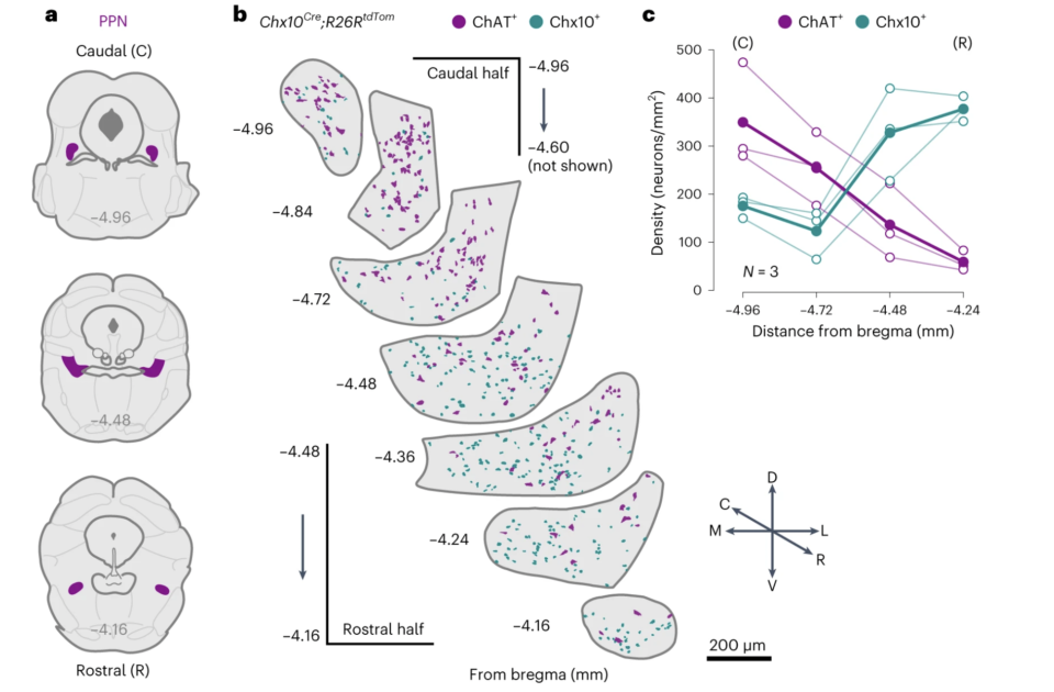 На первом рисунке — расположение PPN в мозге, на втором — распределение Сx10+ нейронов