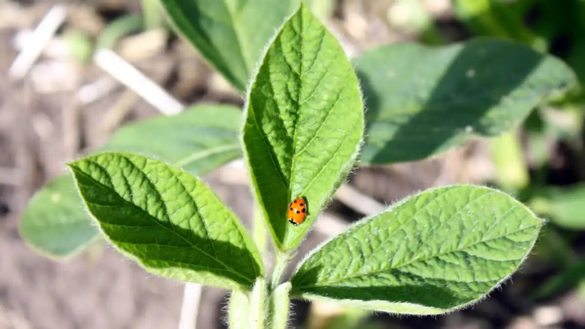 Фото:www.altairegion22.ru