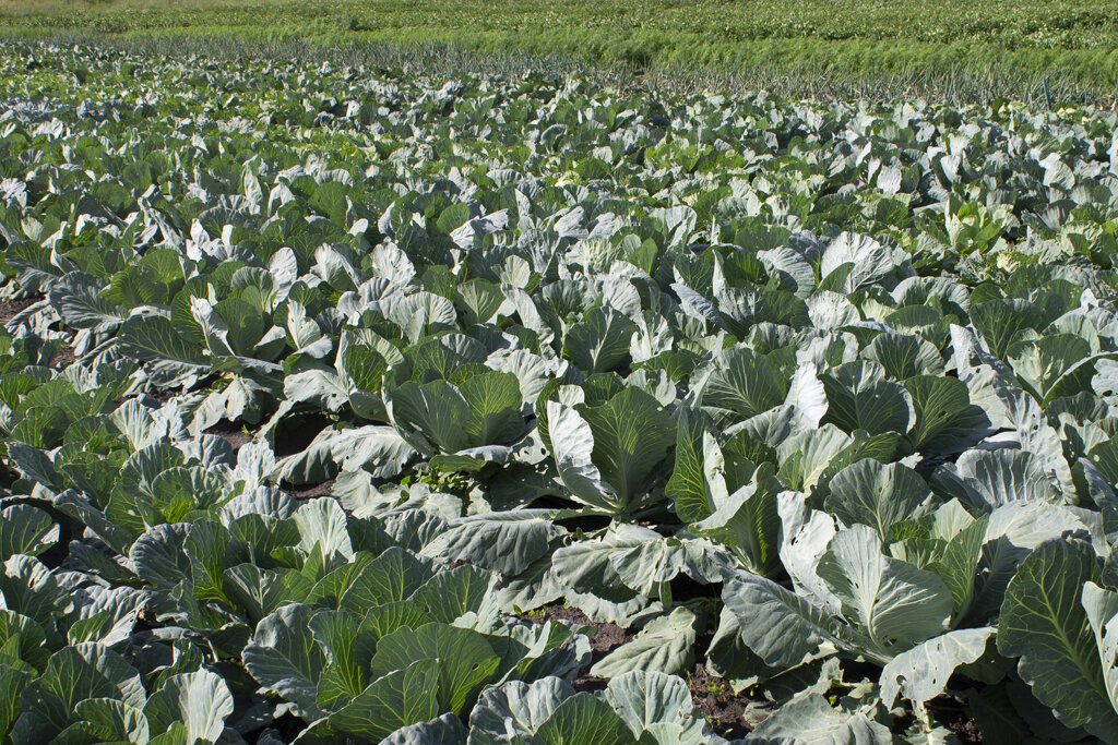  Лето 2023 года