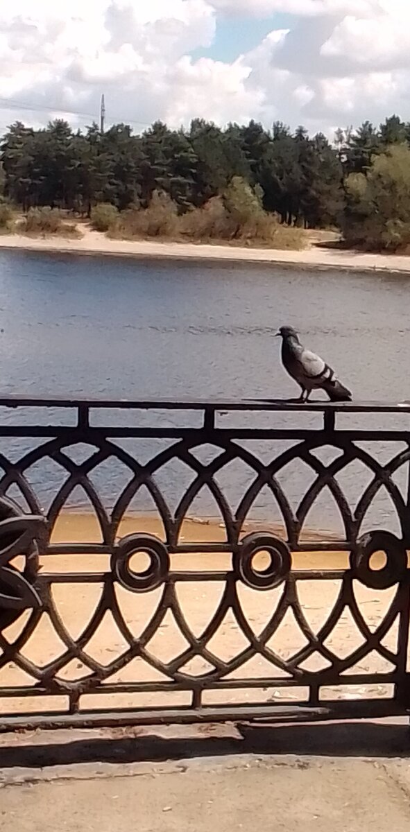 Голубь сидит на перилах. Фото автора 