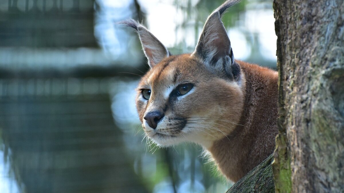    Волгоградец отсудил у ветклиники 786 тысяч рублей за неправильное лечение и гибель экзотического кота, сообщает Роспотребнадзор.