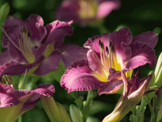 Лилейник с фиолетовыми соцветиями. 