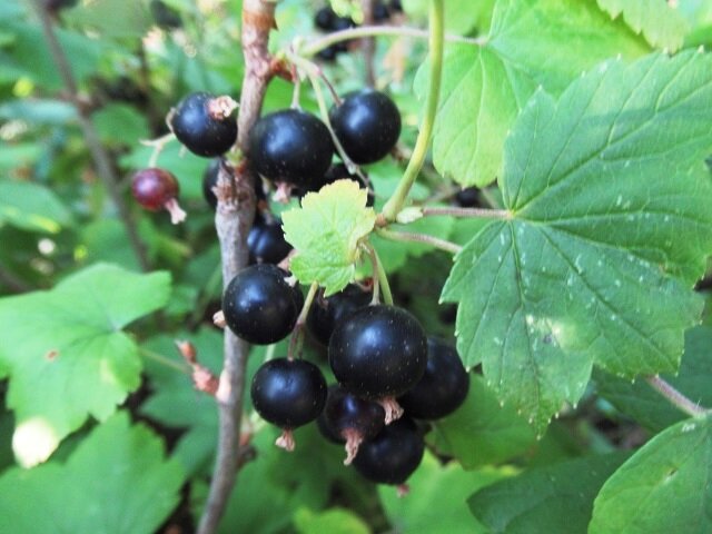 ягоды черной смородины, фото автора