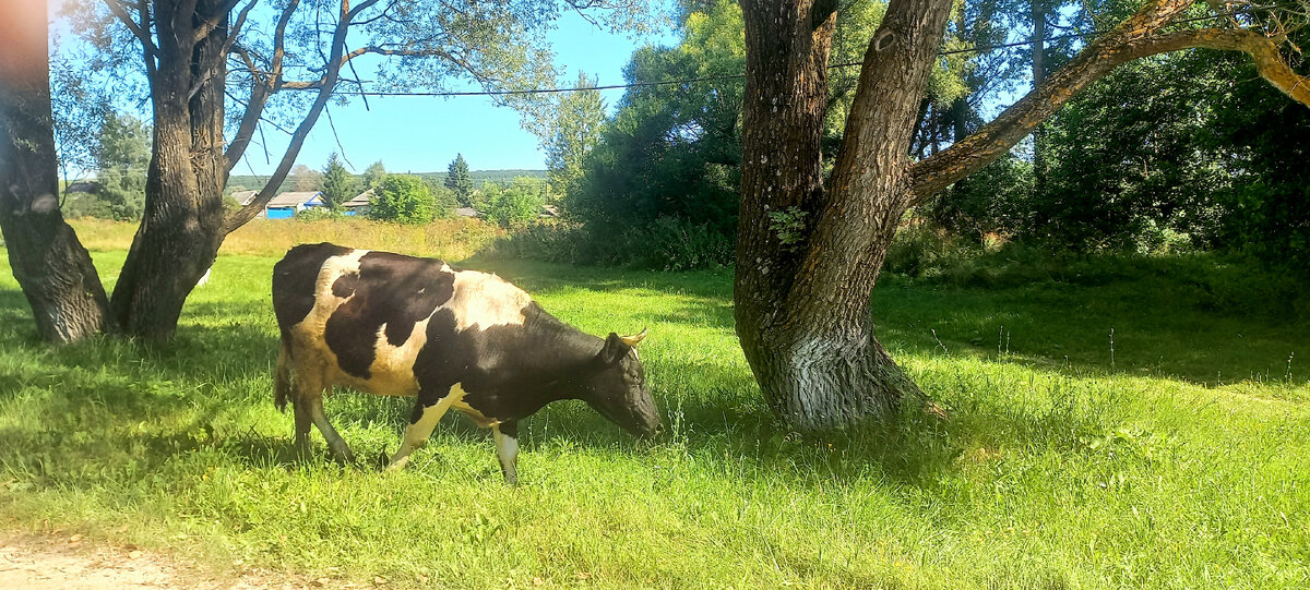 До того живописные коровы у нас здесь, глаз не оторвать 😊 Вон красота какая ходит.  Будто художник выводил.