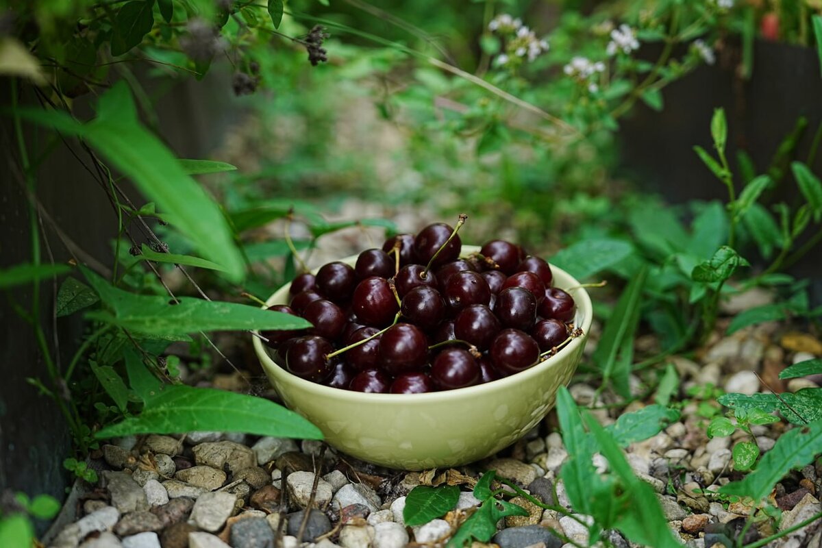 Черешня радует урожаем. Дачный агроном 