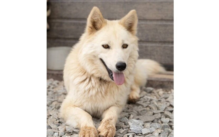    Фото: «Волшебные псы»