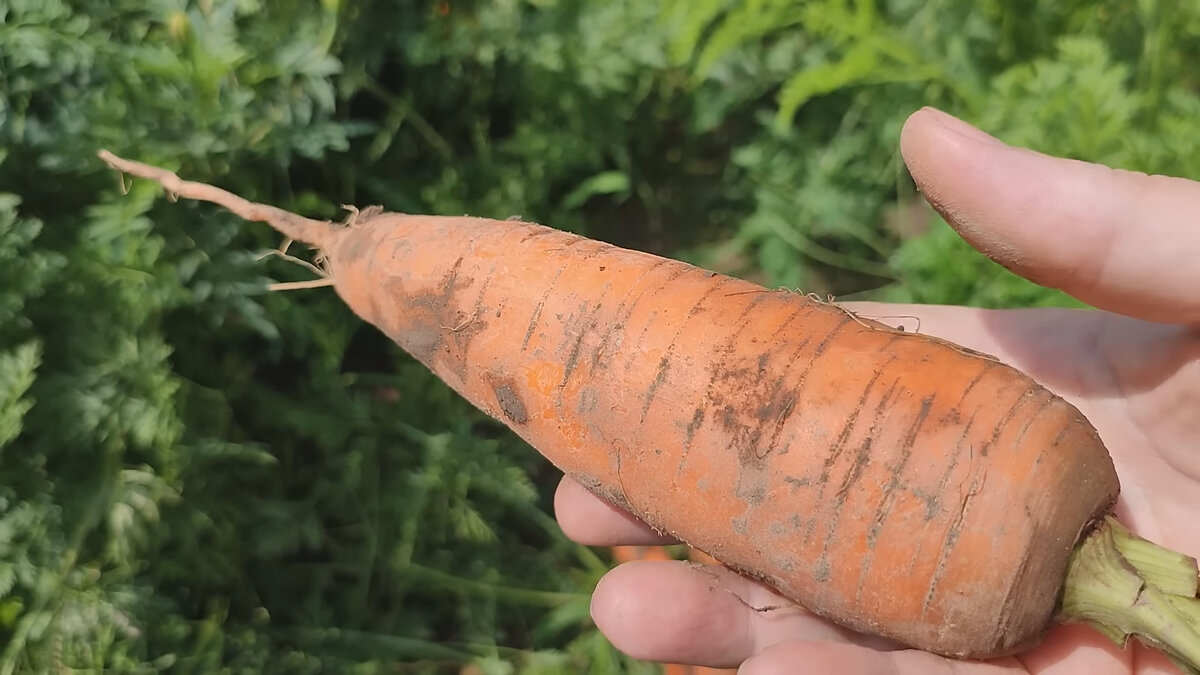 Морковь. Фото: соцсети Овощ очень мощно откликается на это удобрение. В августе нужно, чтобы морковка пустила все свои силы в корнеплод, а не в листья.
