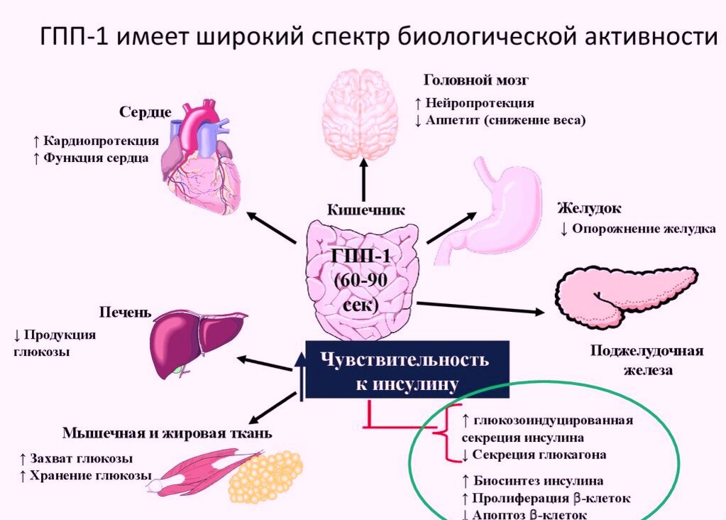 Глюкагоноподобного пептида 1