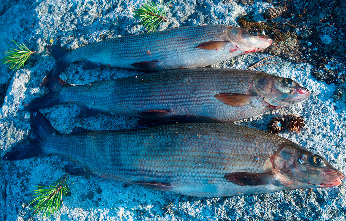 Ловля хариуса на бомбарду в озере (Пяозеро). | Рыбалка и путешествия | Дзен