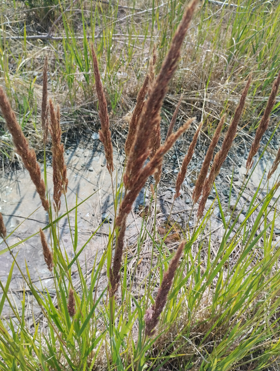 Просто и прекрасно.. Фото автора