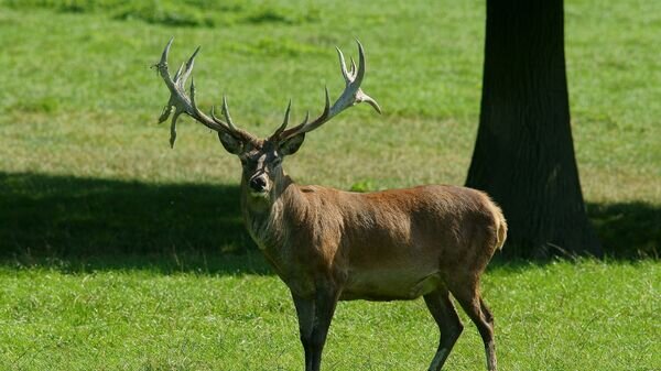    CC BY 2.0 / Peter Trimming / 'Eric' and his Antlers 2011 - week 23