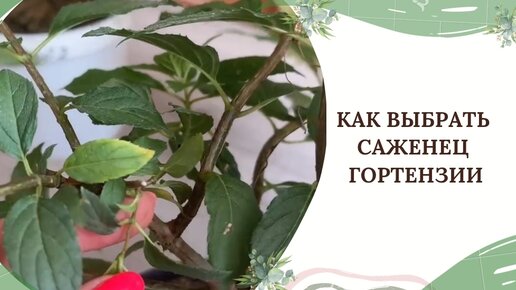 КАК ВЫБРАТЬ САЖЕНЕЦ ГОРТЕНЗИИ🌿